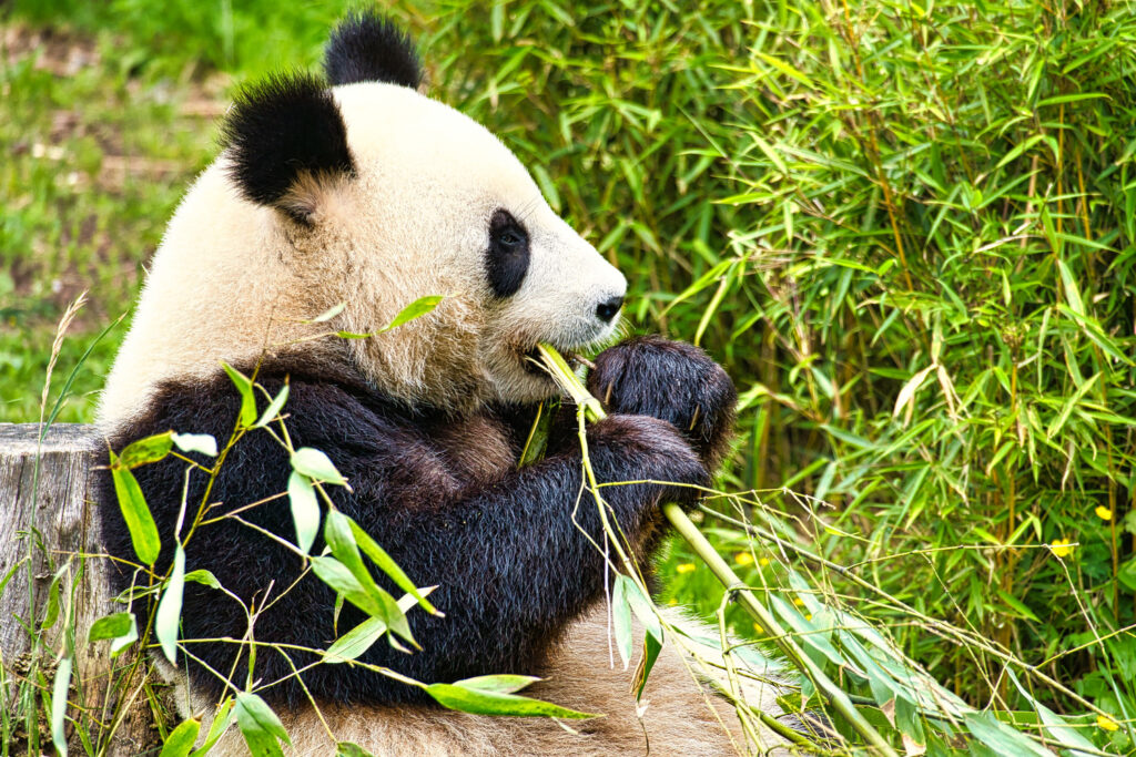 panda bär