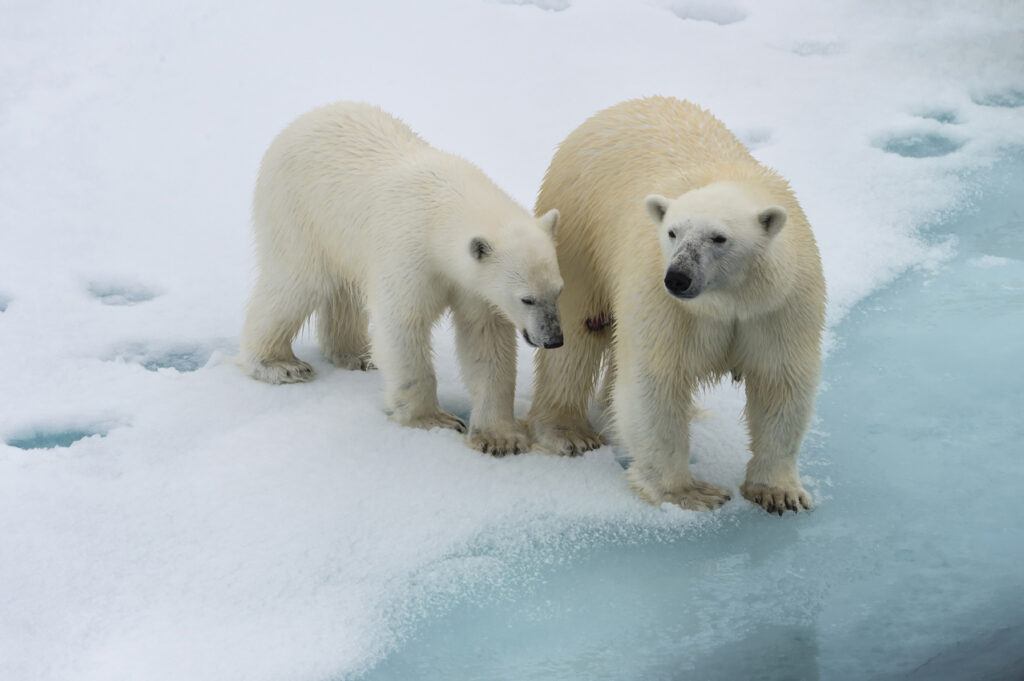 eis bär