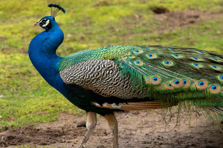 pfau aus das wiese