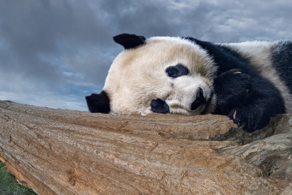 pandabär